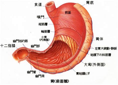 胃 位置|解剖学/胃